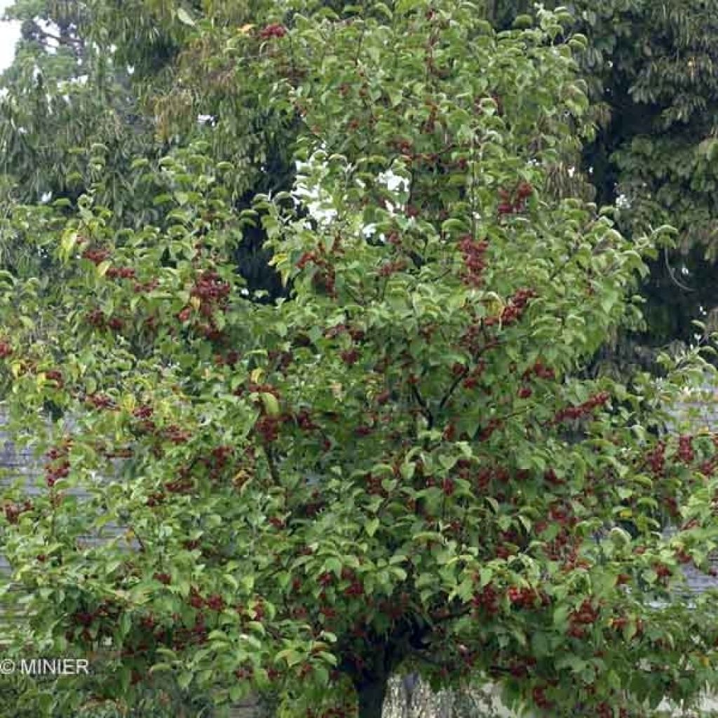 Pommier d'ornement - Malus Perpetu Evereste