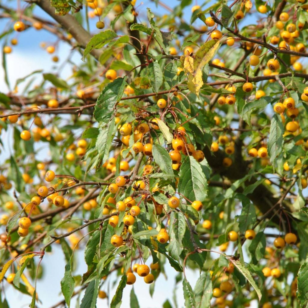 Malus toringo Brouwers Beauty - Melo da fiore