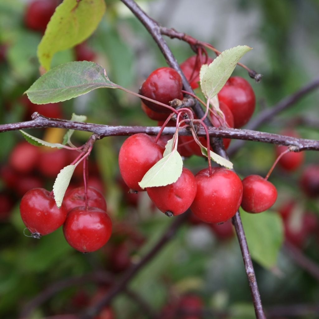 Malus Red Sentinel - Melo da fiore