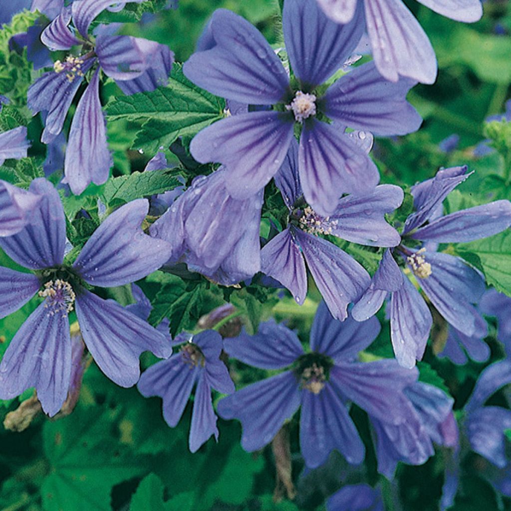 Mauve Sylvestre, Malva sylvestris Primley Blue