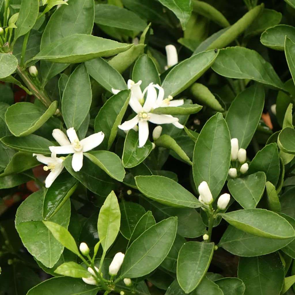 Citrus reticulata subsp. unshiu - Mandarino satsuma