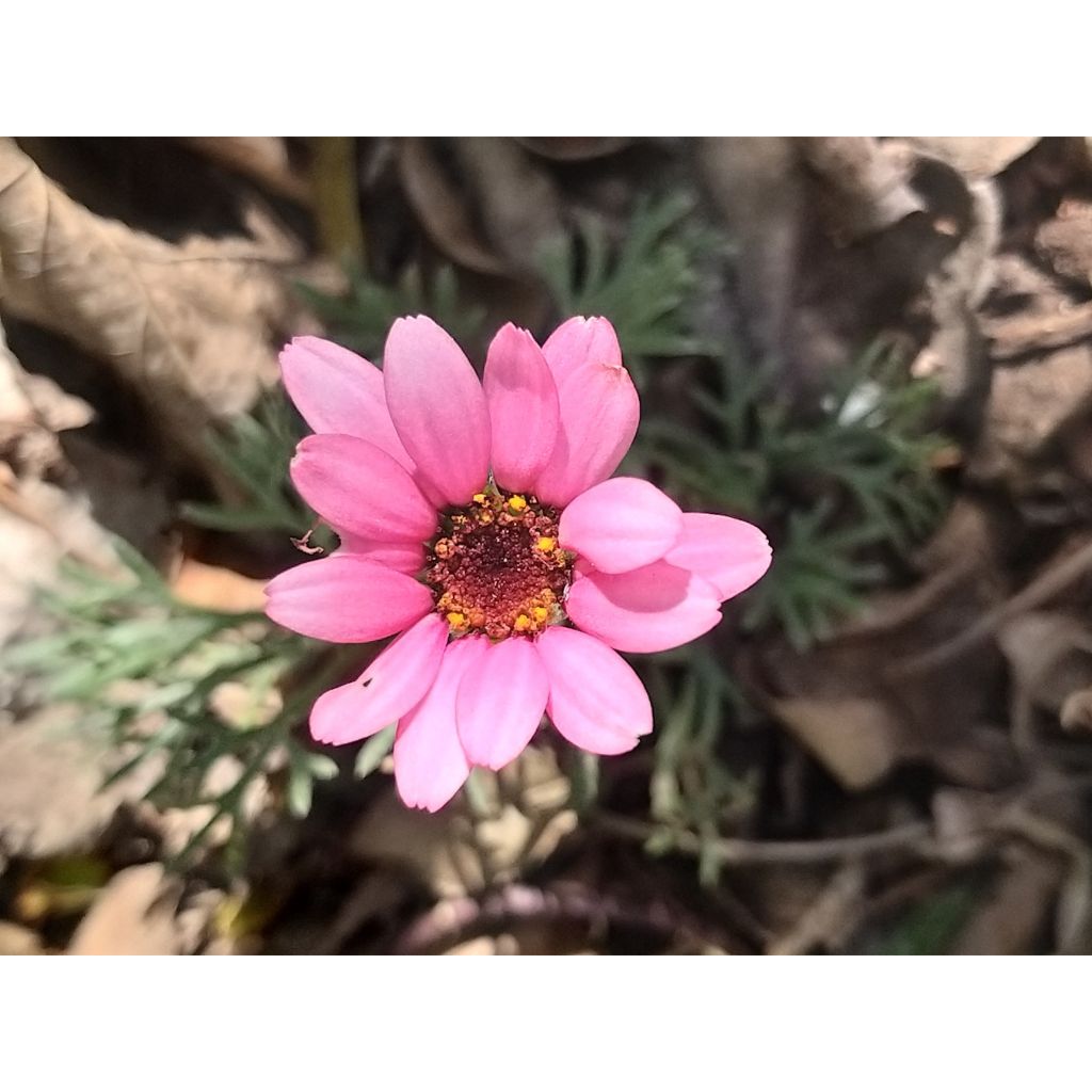 Rhodanthemum hosmariense African Rose