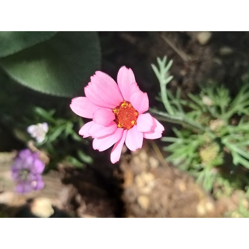 Rhodanthemum hosmariense African Rose