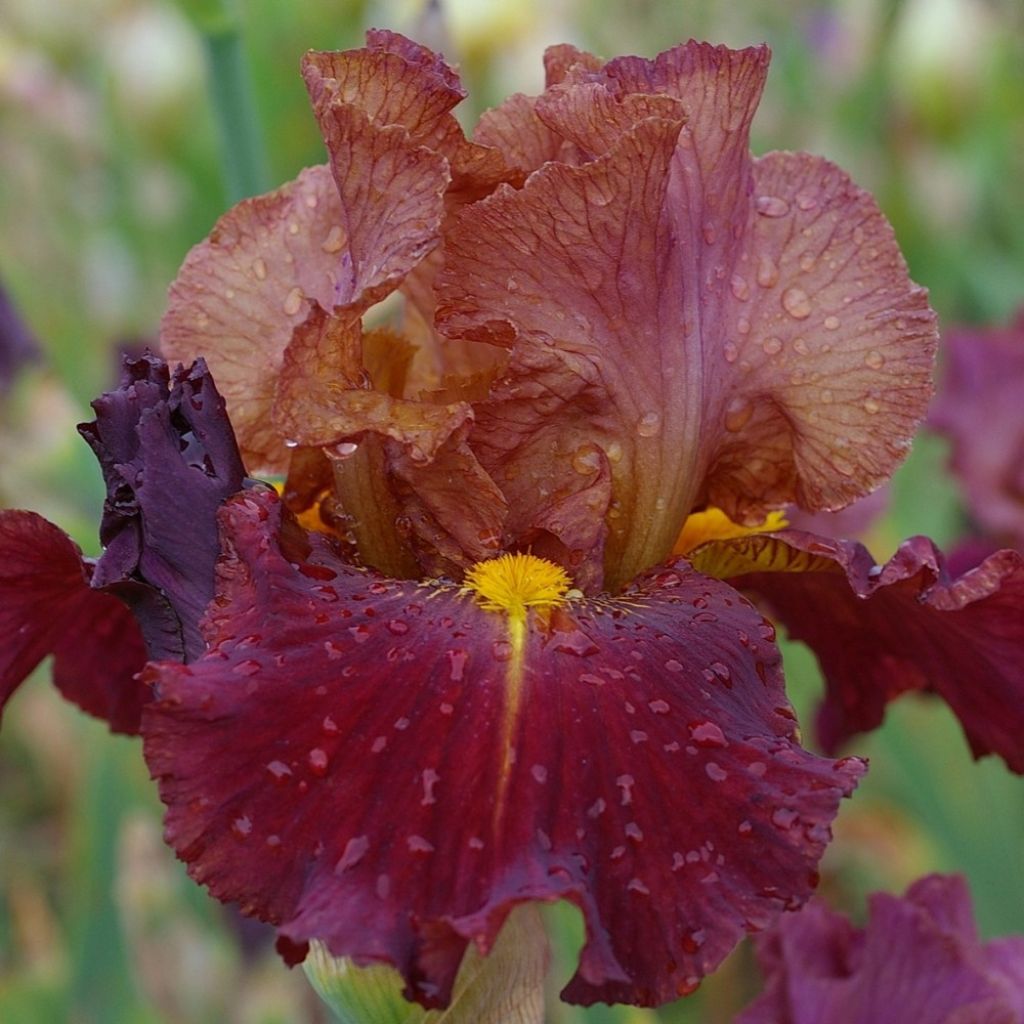 Iris germanica Marron Chaud - Giaggiolo paonazzo