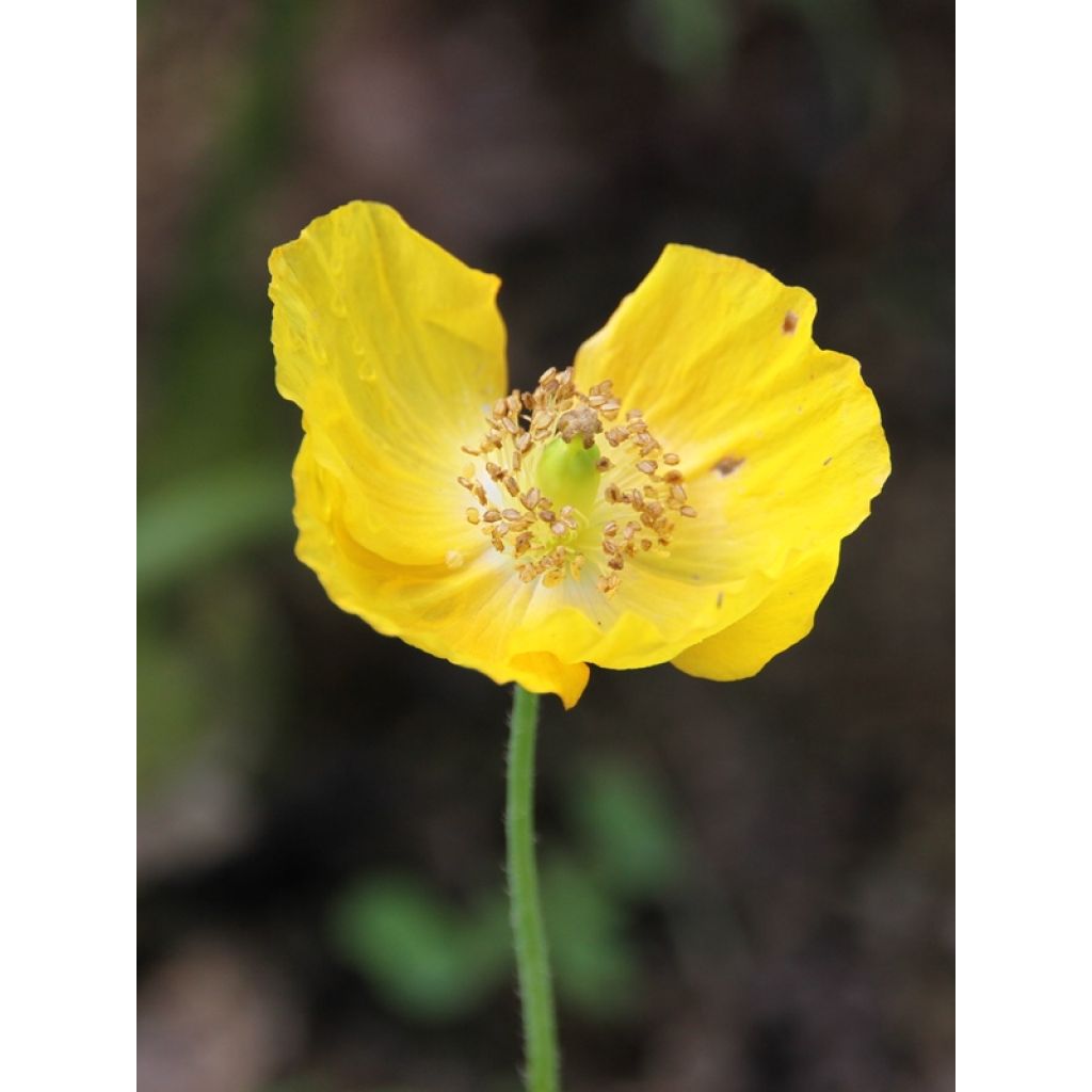 Meconopsis cambrica - Papavero del Galles