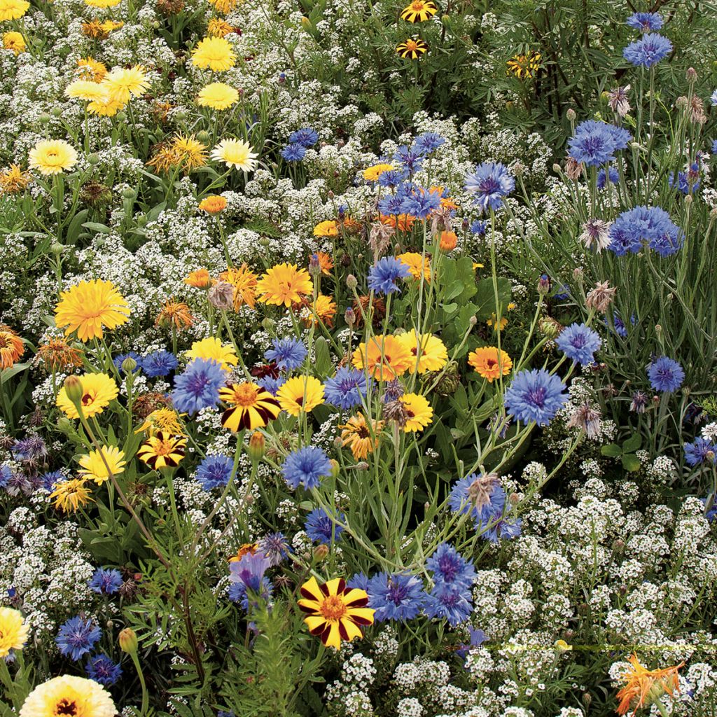 Mischia di fiori per prenderti cura degli ausiliari