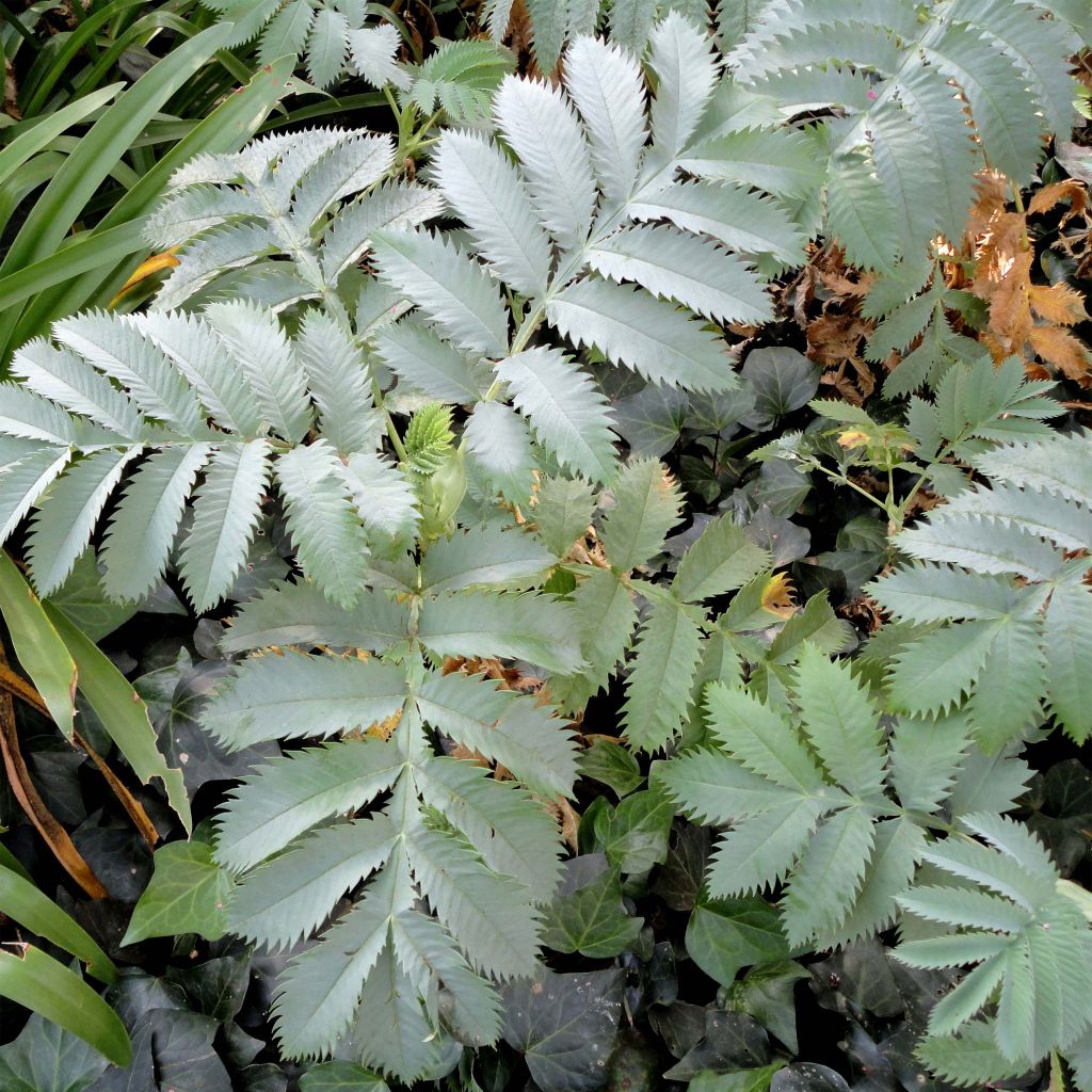 Melianthus major - Melianto maggiore