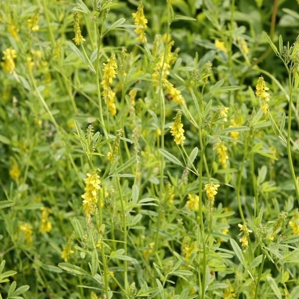 Melilotus officinalis (sovescio) - Meliloto comune