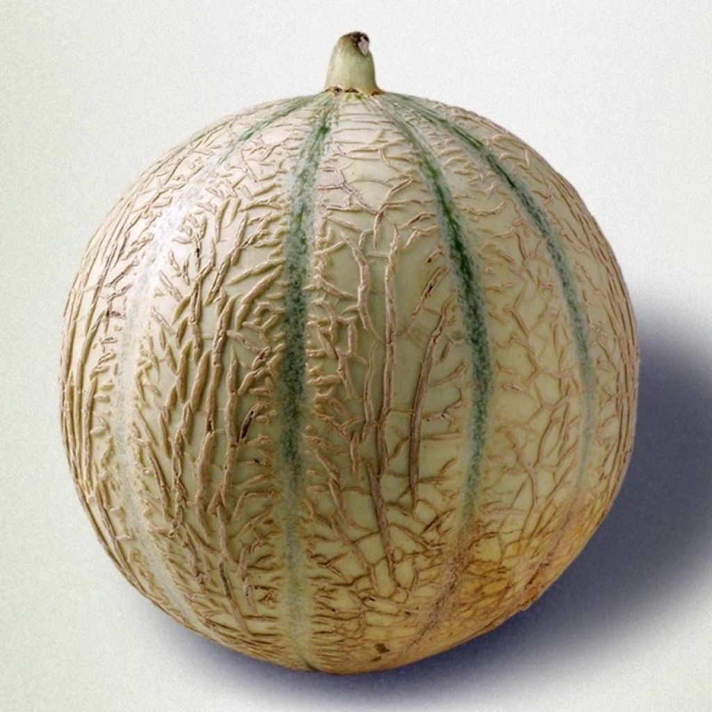 Melone Cyrano F1 Bio (piante innestate)