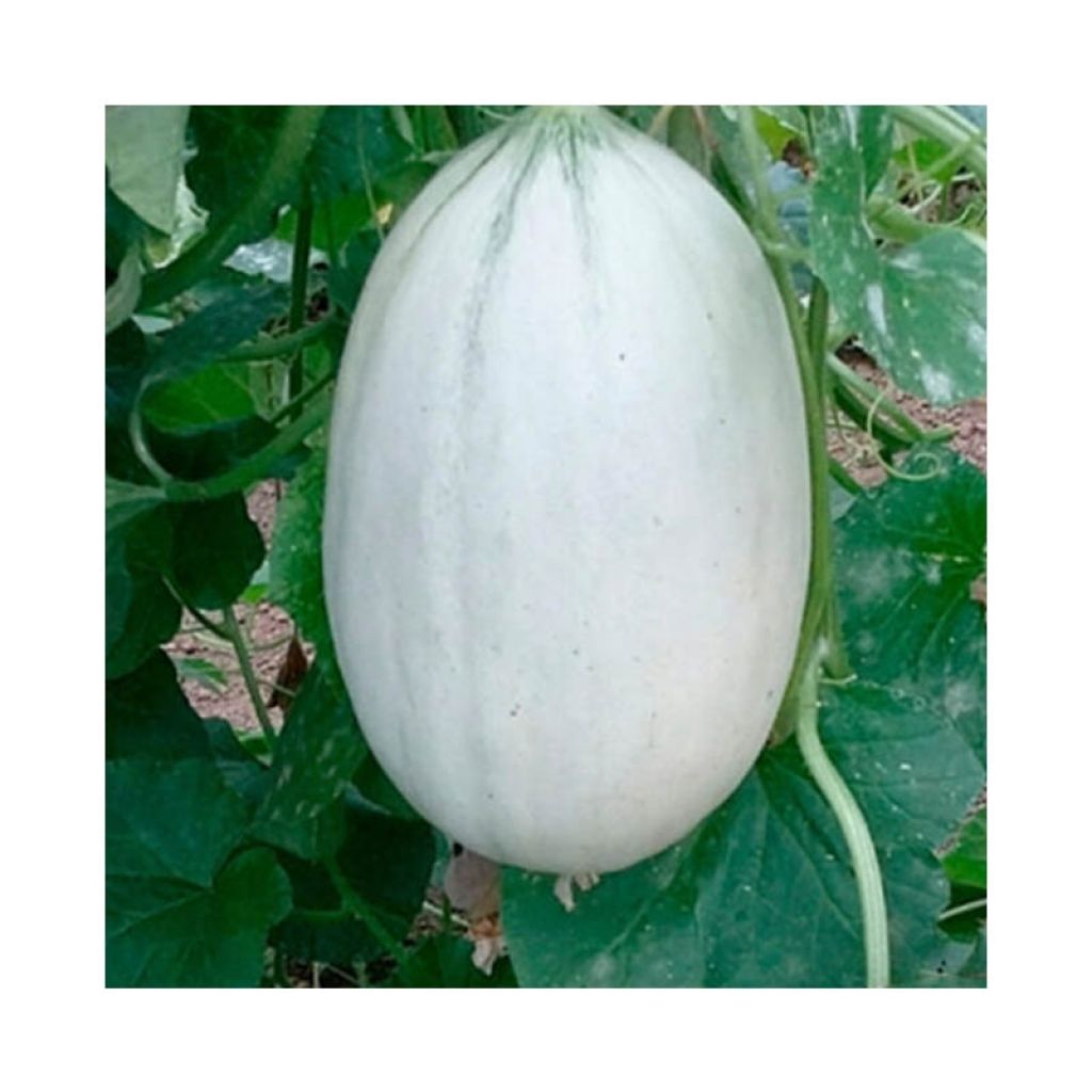 Melone Mangomel (piante)