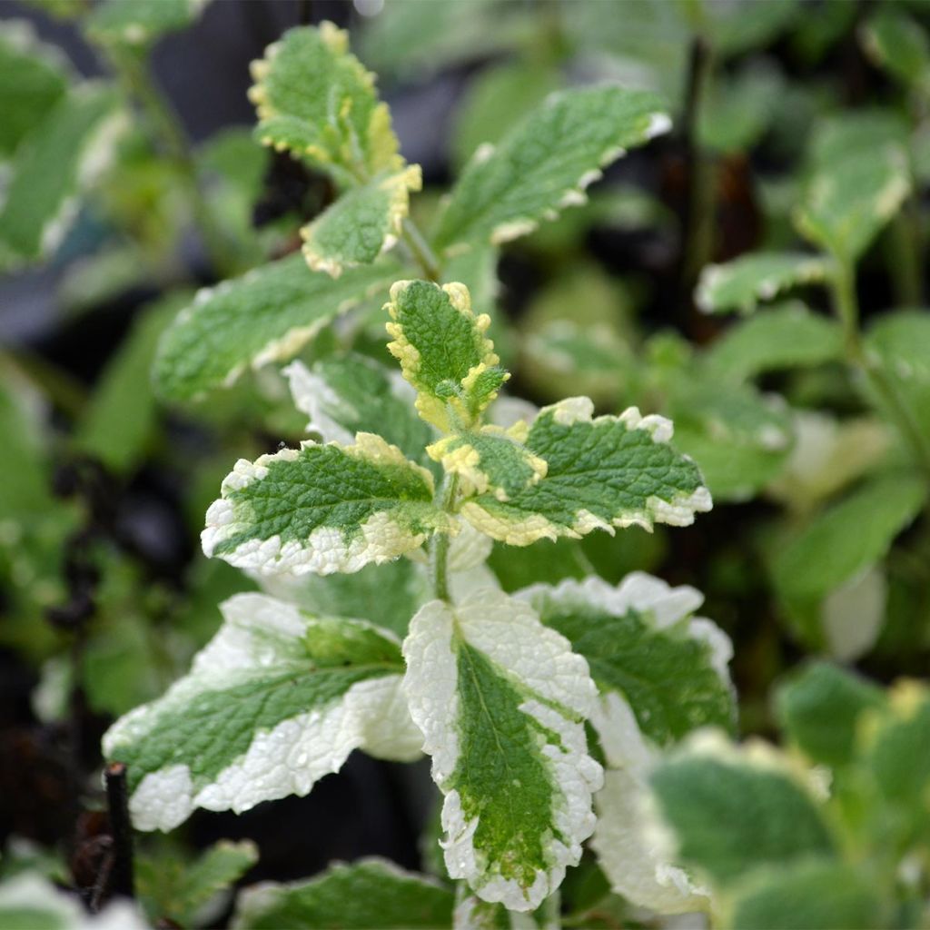 Mentha suaveolens Variegata - Menta a foglie rotonde