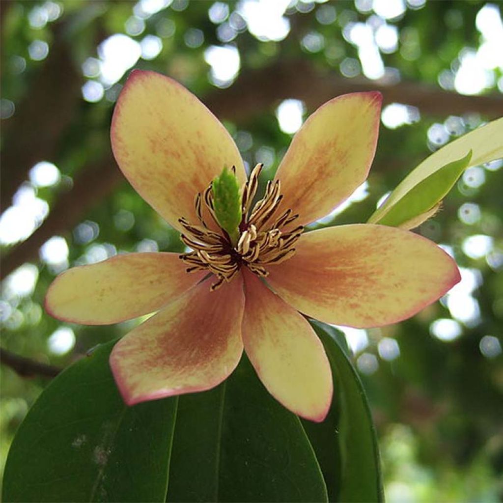 Magnolia figo