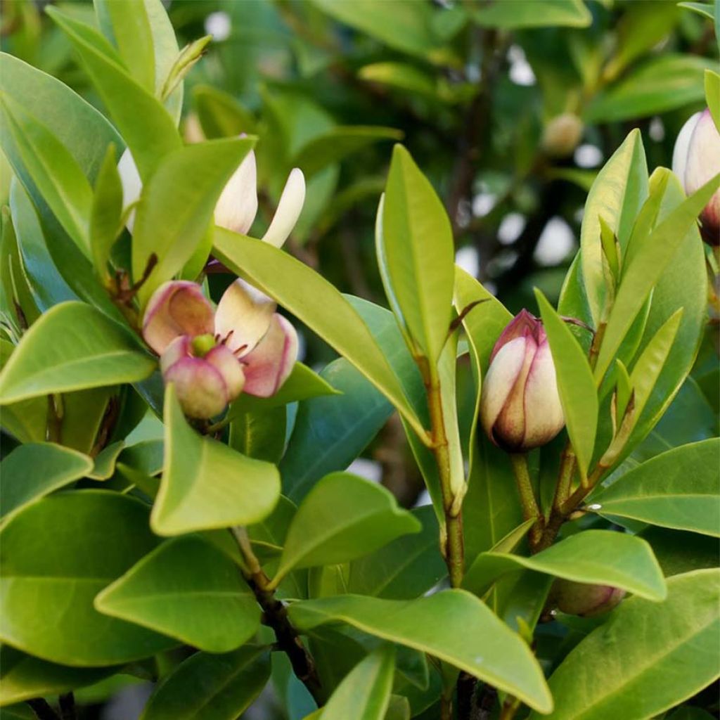 Magnolia figo