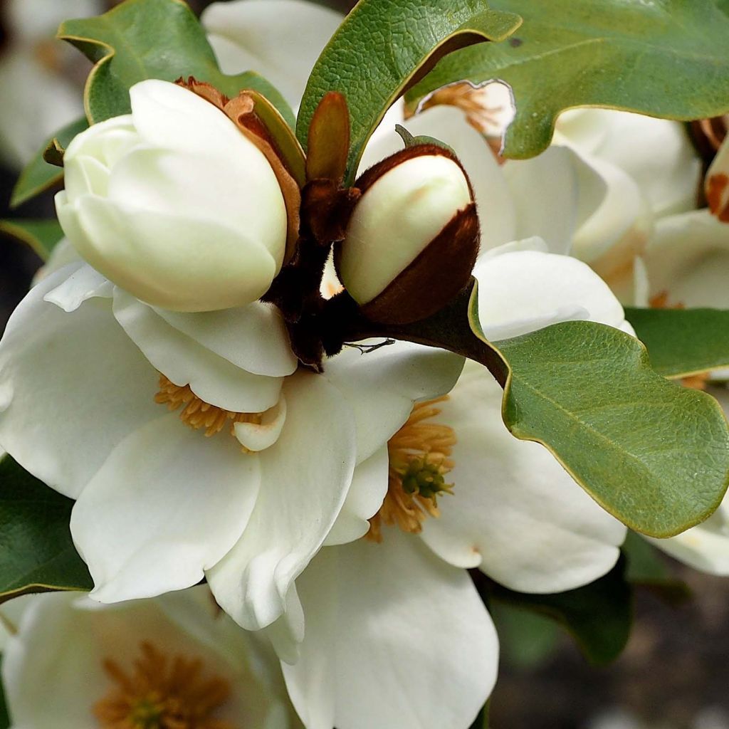 Magnolia yunnanensis Gail's Favorite