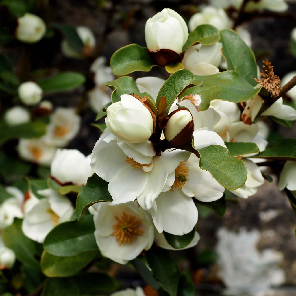 Magnolia yunnanensis Gail's Favorite