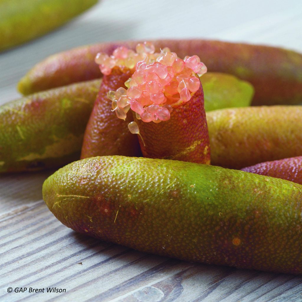 Microcitrus australasica - Caviale di limone