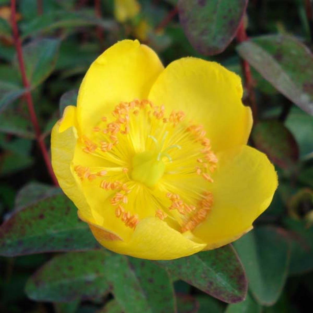 Hypericum dummeri Peter Dummer - Iperico