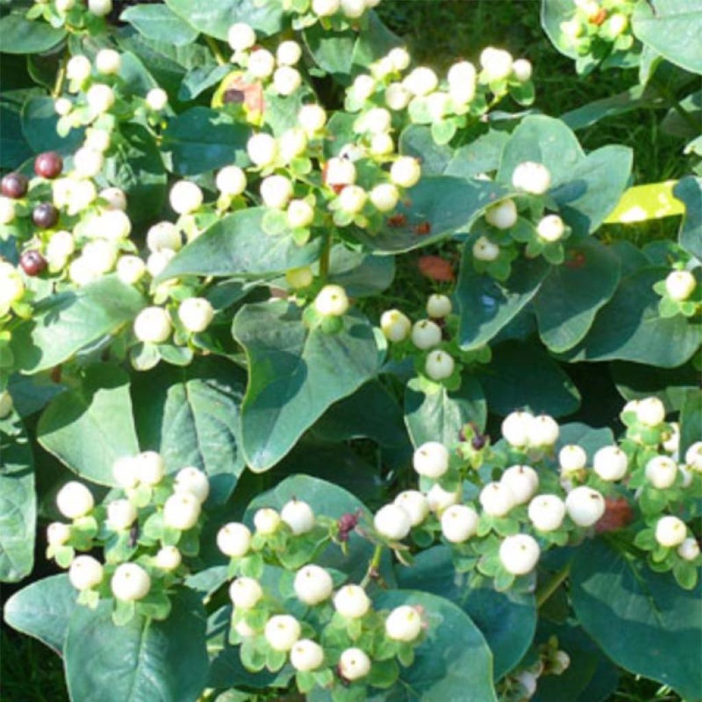 Hypericum inodorum Magical White - Iperico