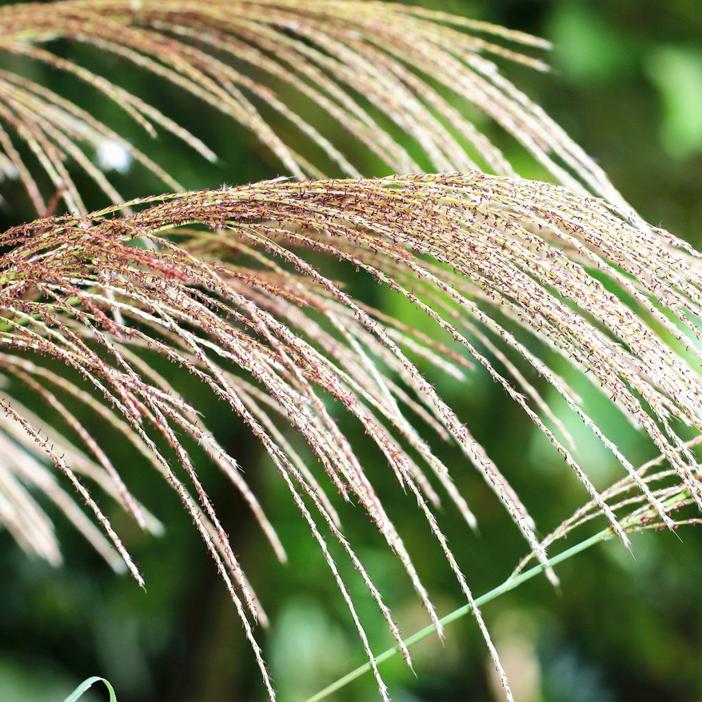 Miscanthus floridulus - Roseau de Chine, Eulalie gigantesque