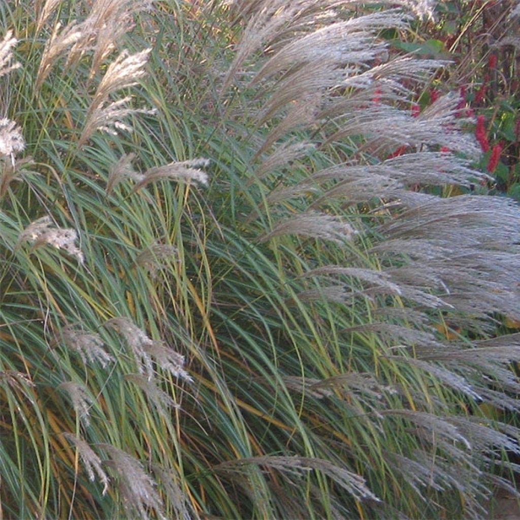 Miscanthus sinensis Adagio