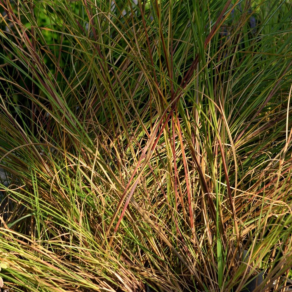 Miscanthus sinensis Gracillimus