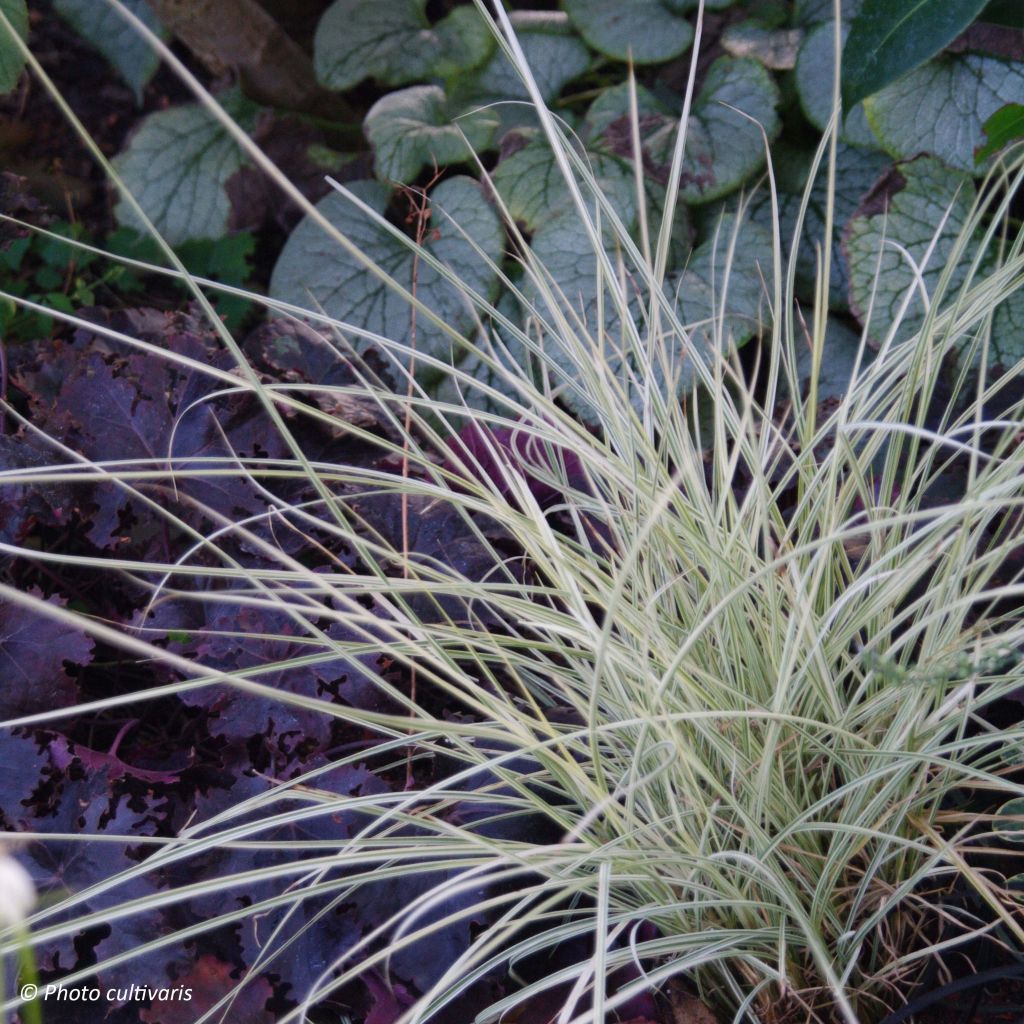 Miscanthus sinensis Morning Bright