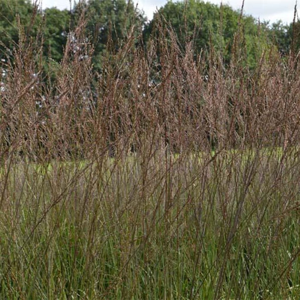 Molinia caerulea subsp. arundinacea Karl Foerster