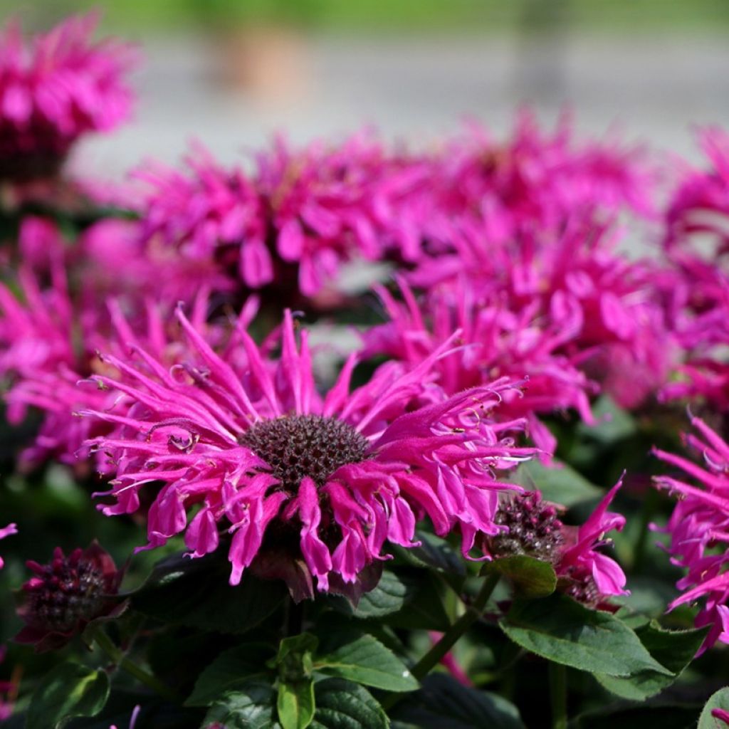 Monarda Bee-True - Monarda