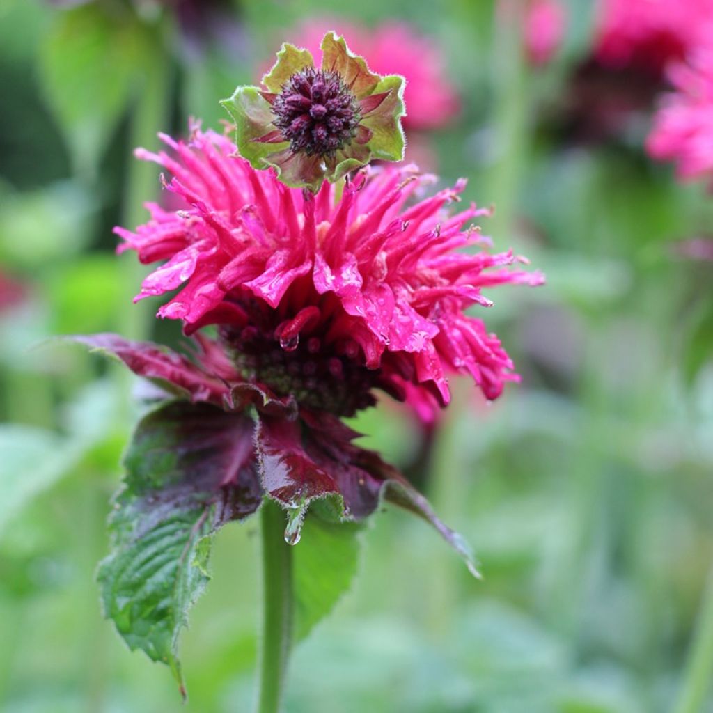 Monarda Bee-True - Monarda