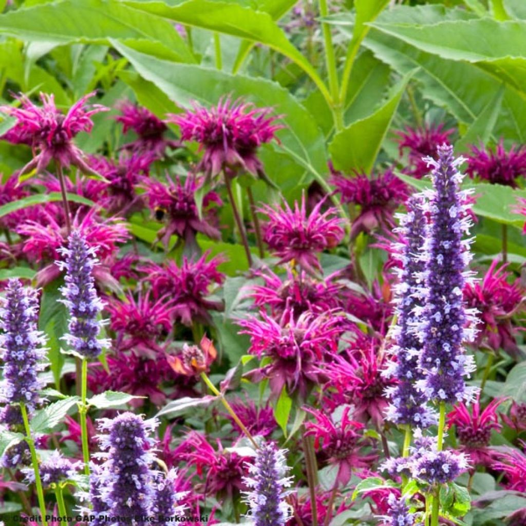 Monarda Heidelerche - Monarda