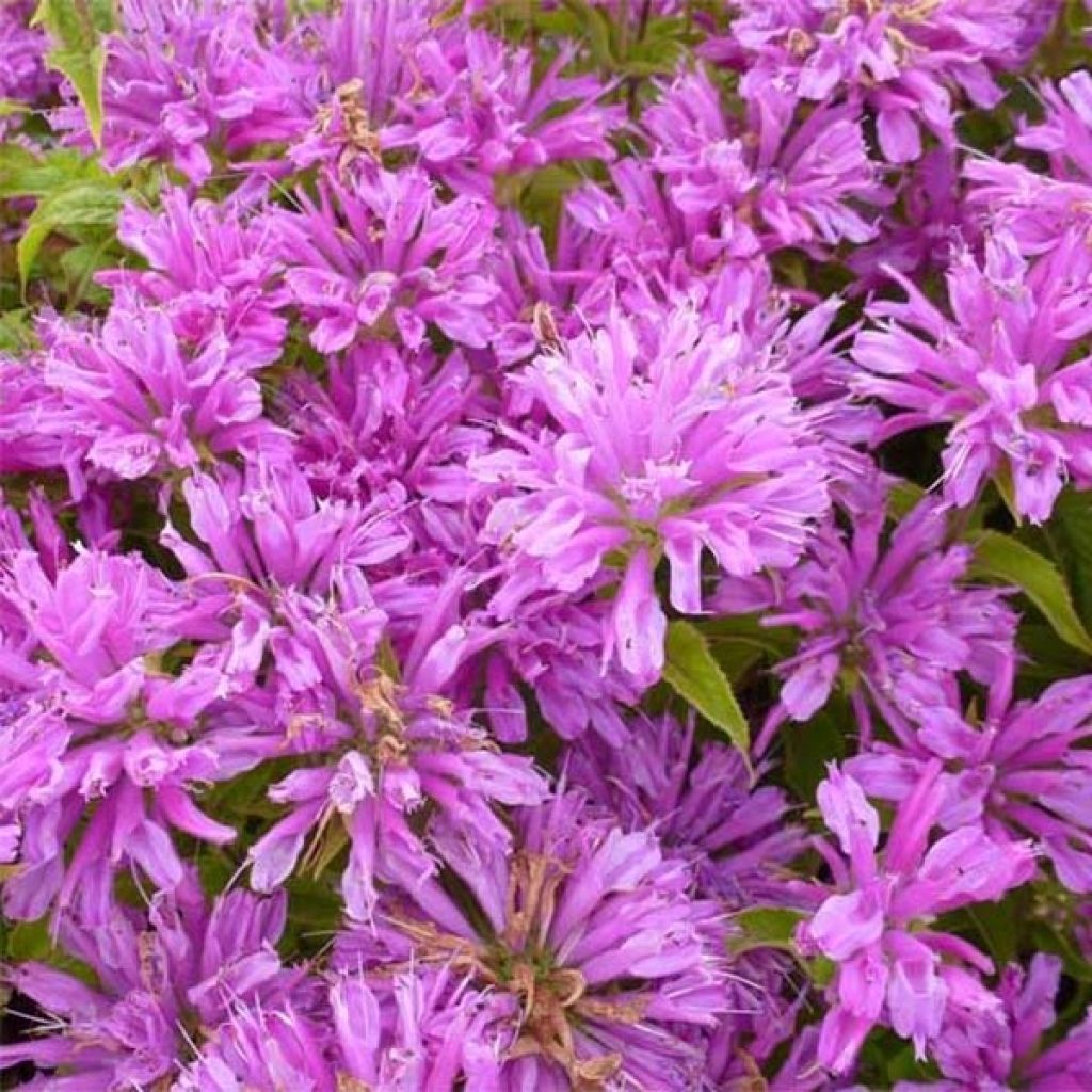 Monarda Petite Delight - Monarda