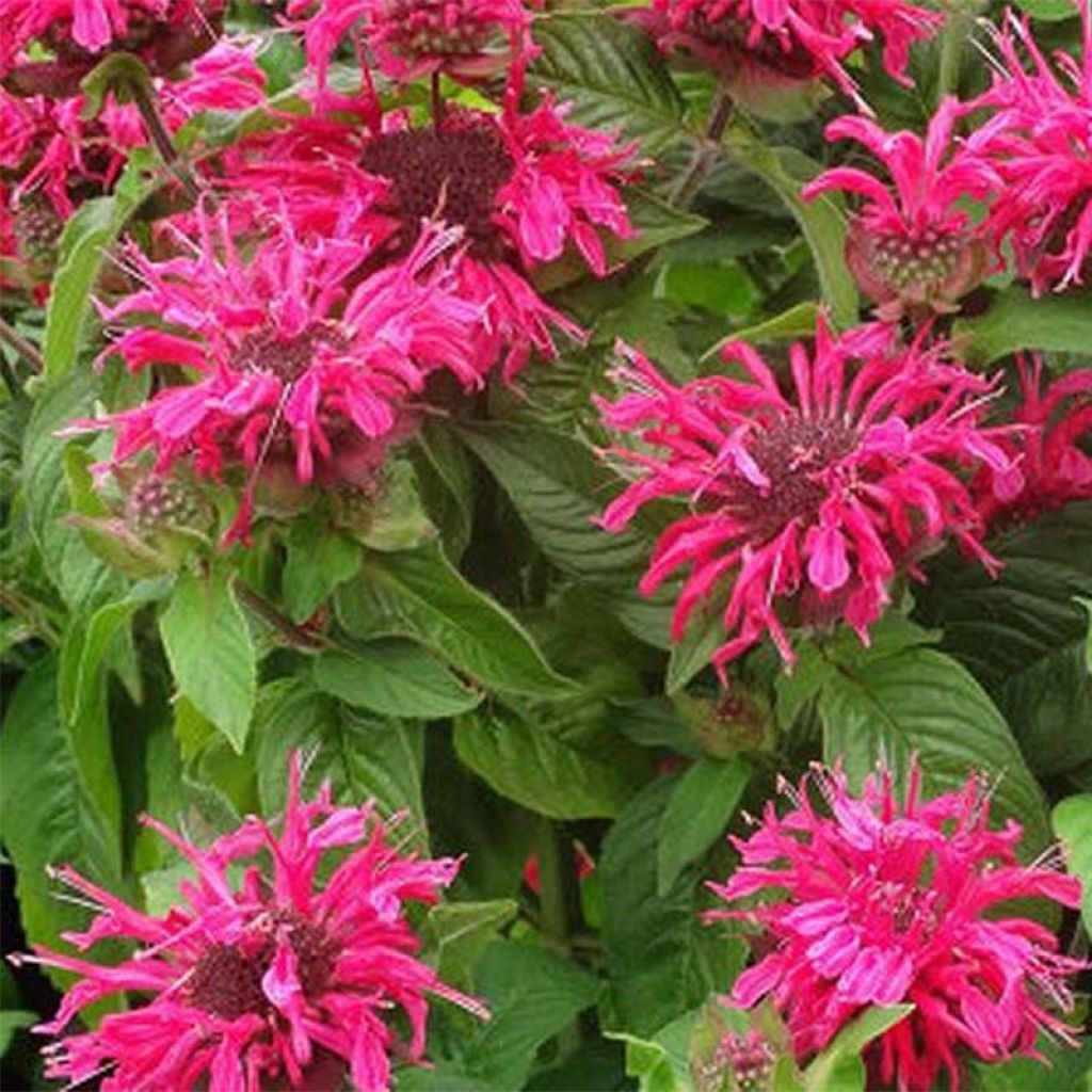 Monarda Pink Lace