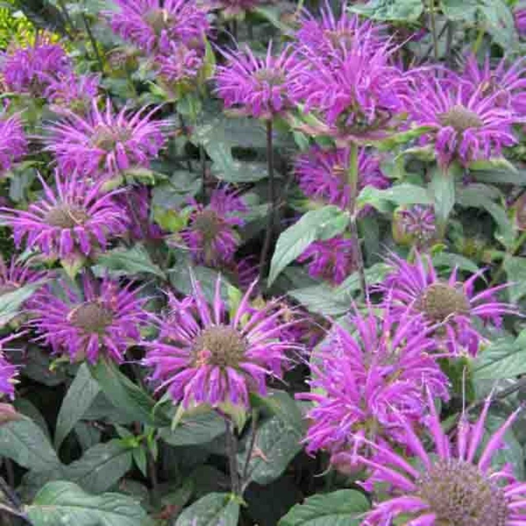 Monarda Prärienacht - Monarda