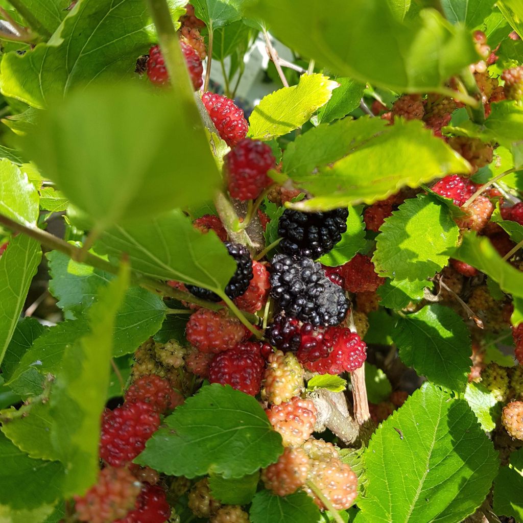 Morus rotundiloba Bonbonberry ‘Mojo Berry’ - Gelso