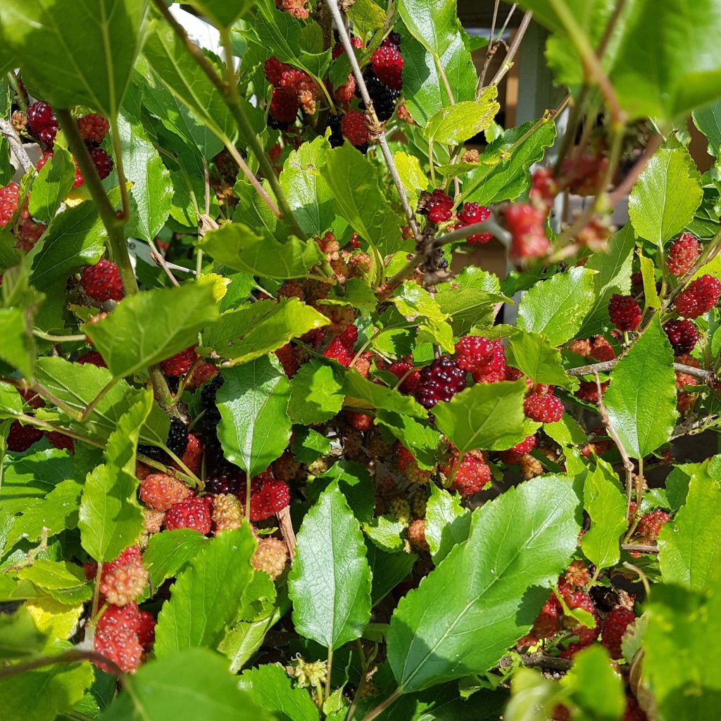 Morus rotundiloba Bonbonberry ‘Mojo Berry’ - Gelso