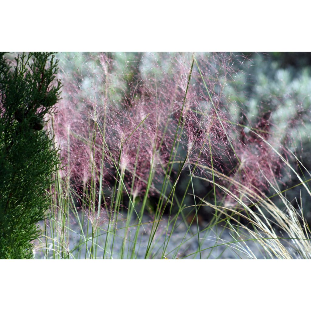 Muhlenbergia capillaris