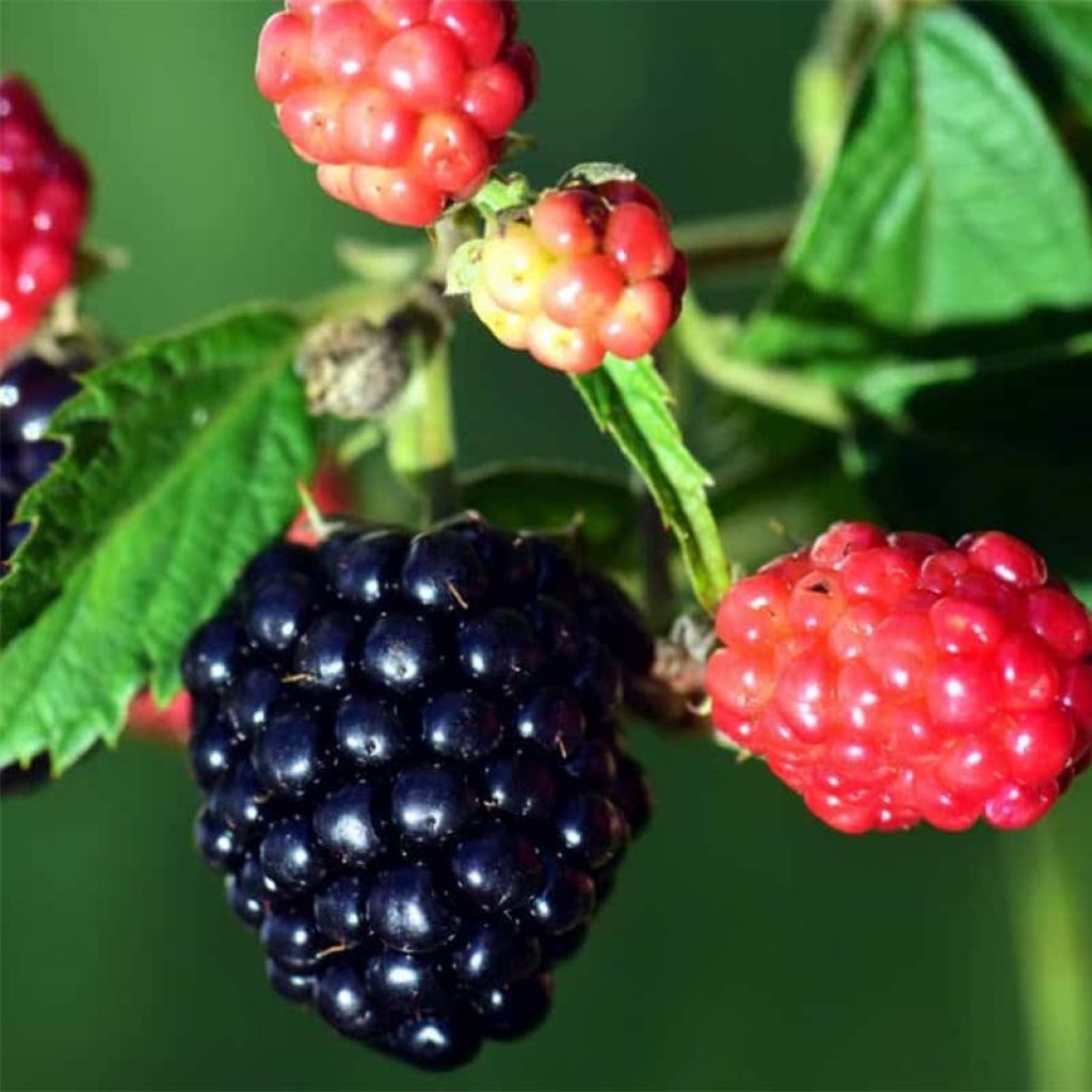 Rubus x loganobaccus Loganberry - Loganberry