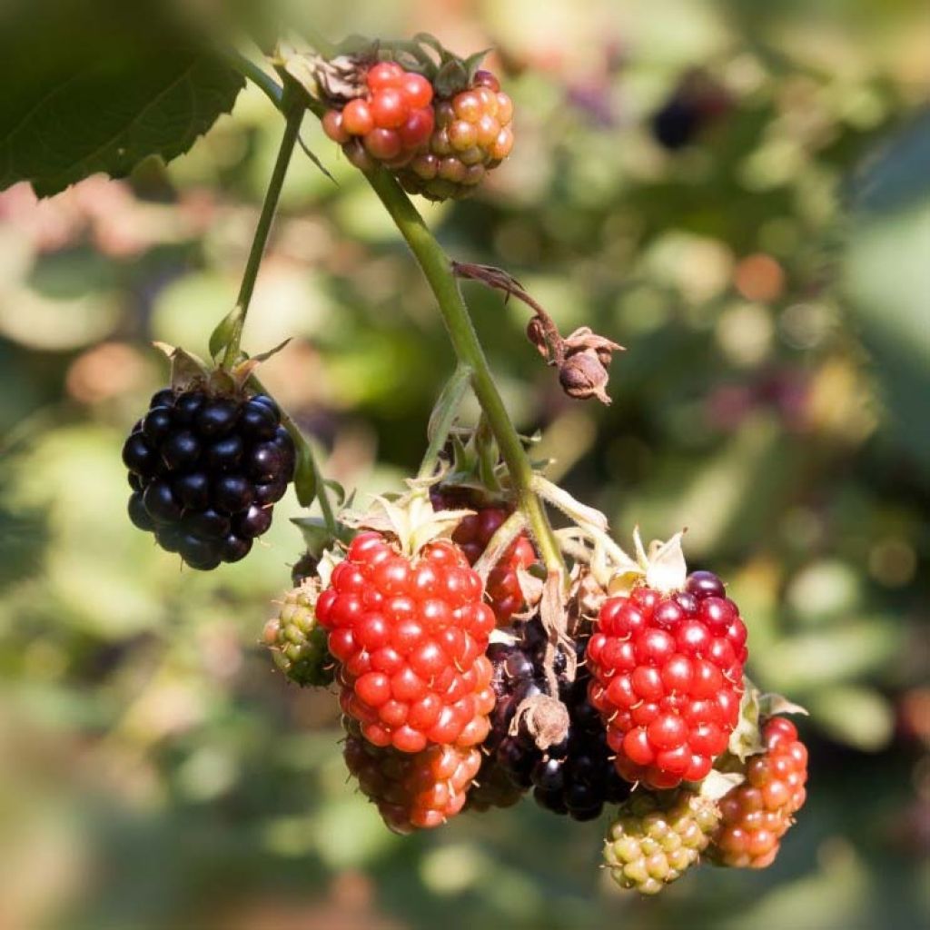 Rubus x loganobaccus Loganberry - Loganberry