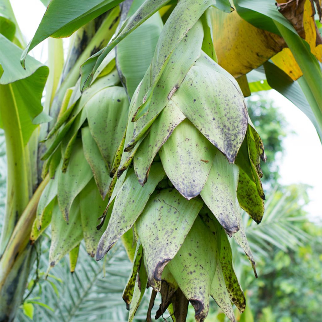 Ensete glaucum - Banano delle nevi