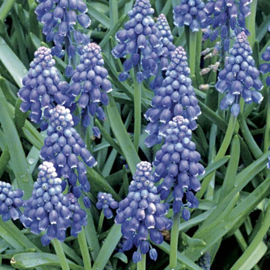 Muscari armeniacum - Muscari dell'Armenia