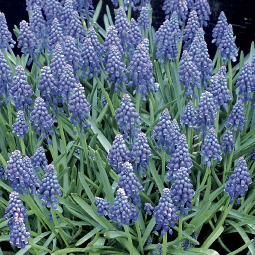 Muscari armeniacum - Muscari dell'Armenia