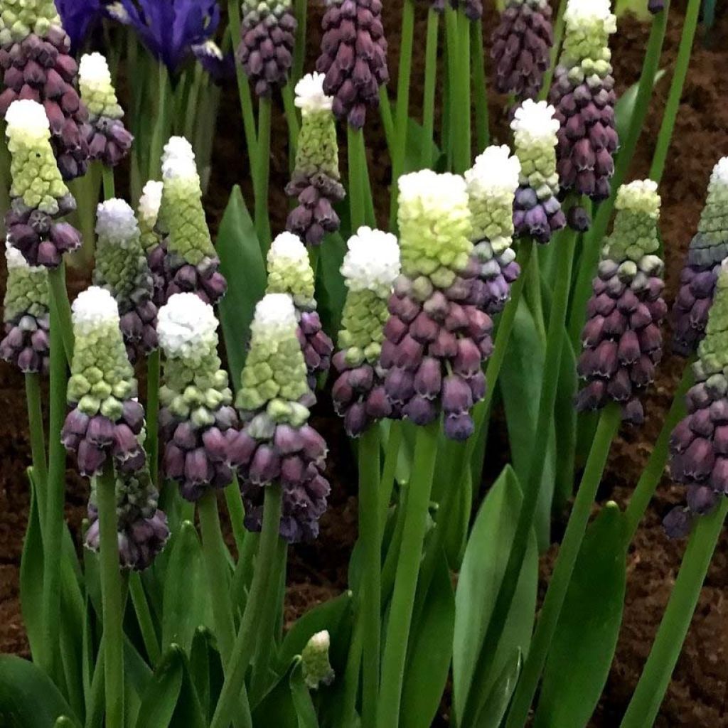 Muscari latifolium Grape Ice