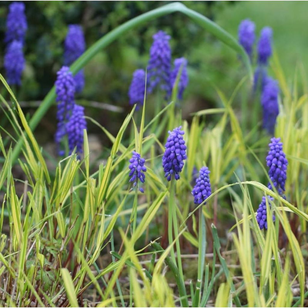 Muscari armeniacum - Muscari dell'Armenia