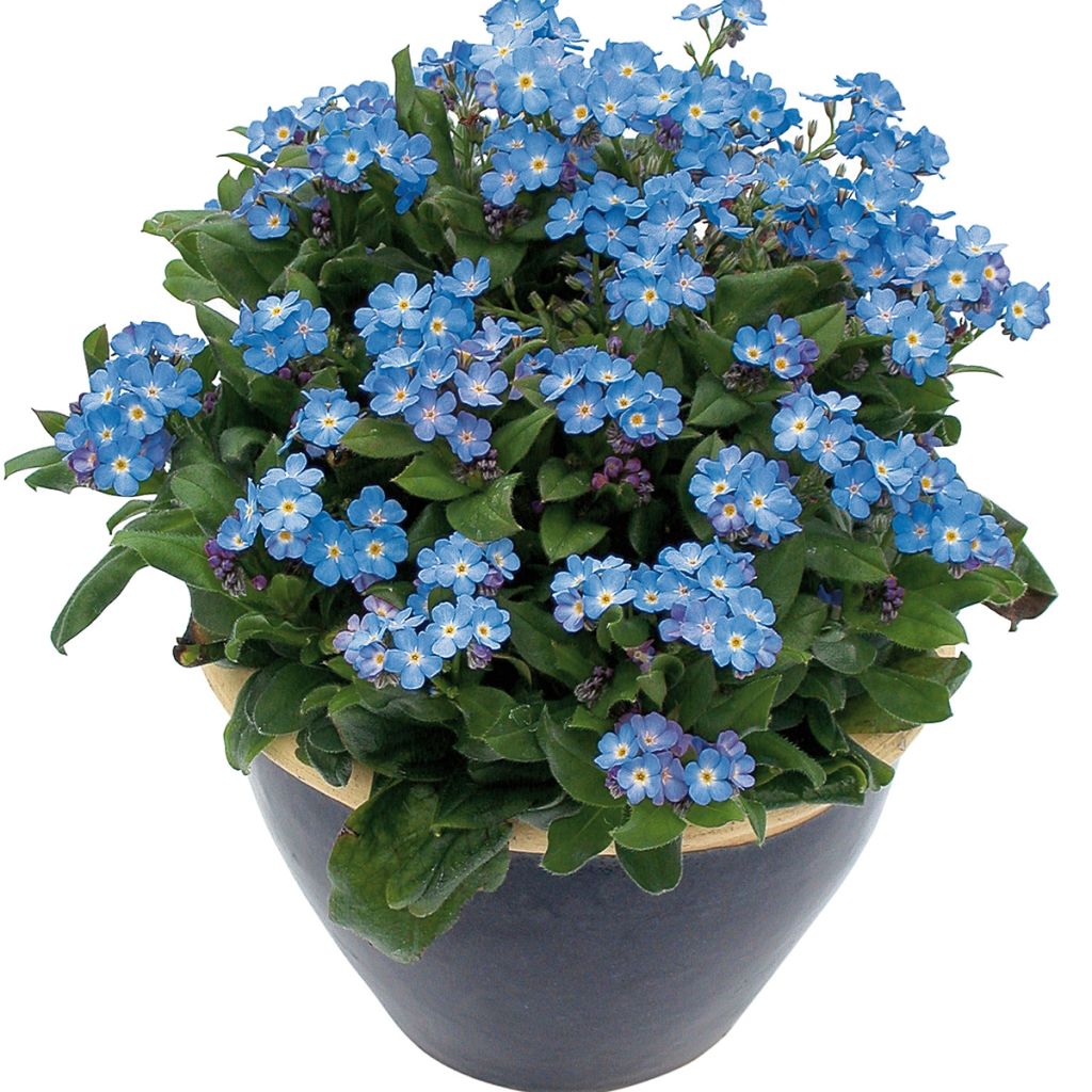 Myosotis Myomark