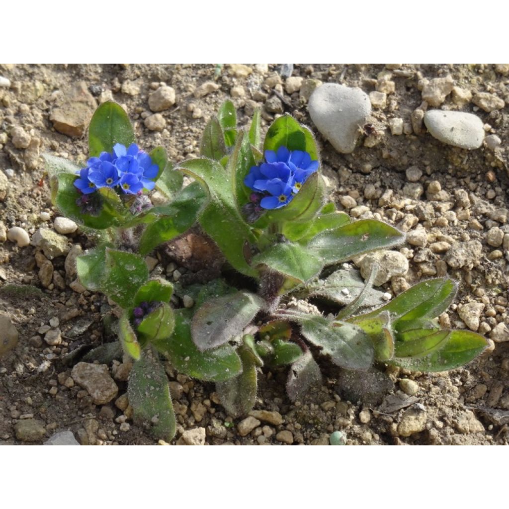 Myosotis sylvatica Blue Sylva