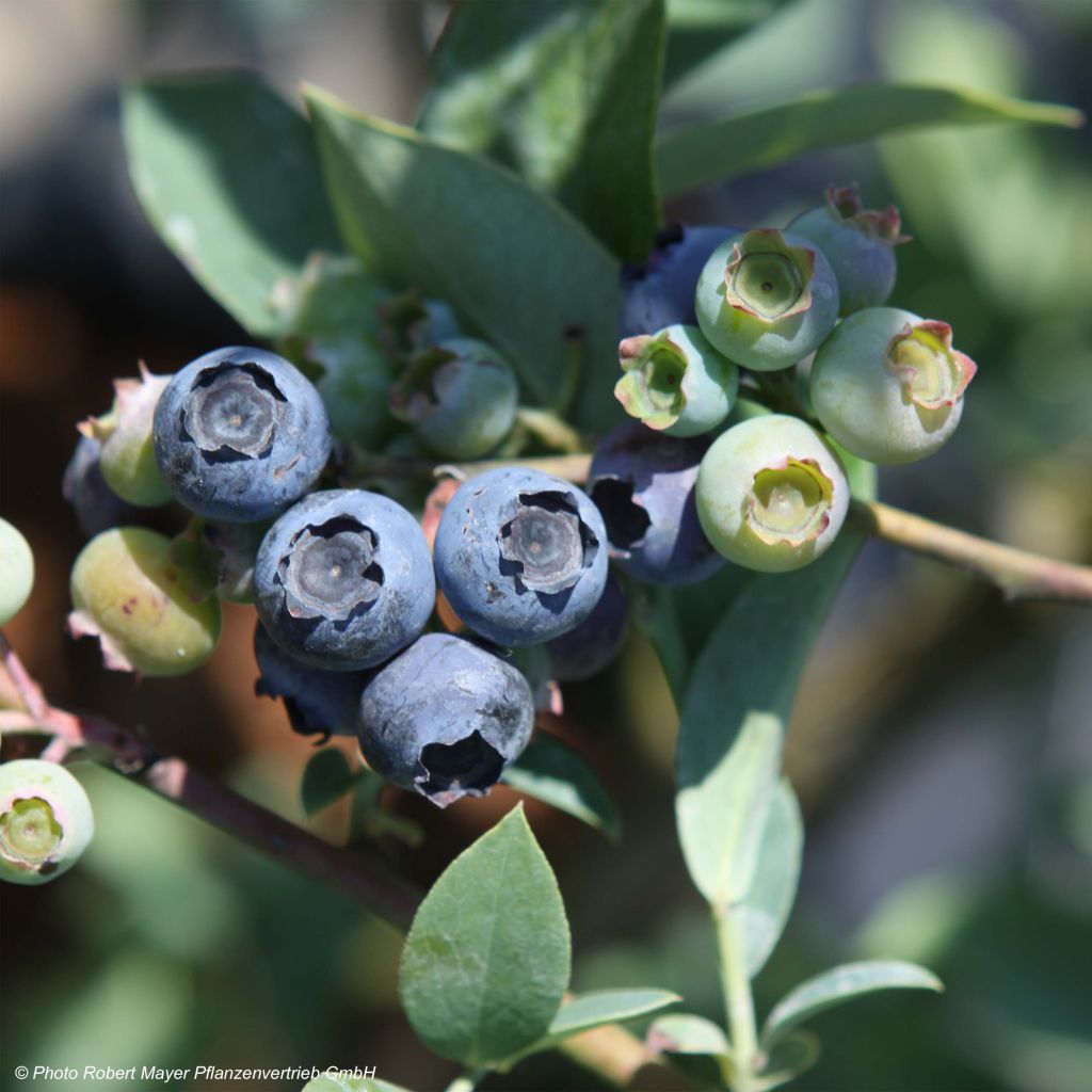 Vaccinium x ashei Powder Blue - Mirtillo rosa