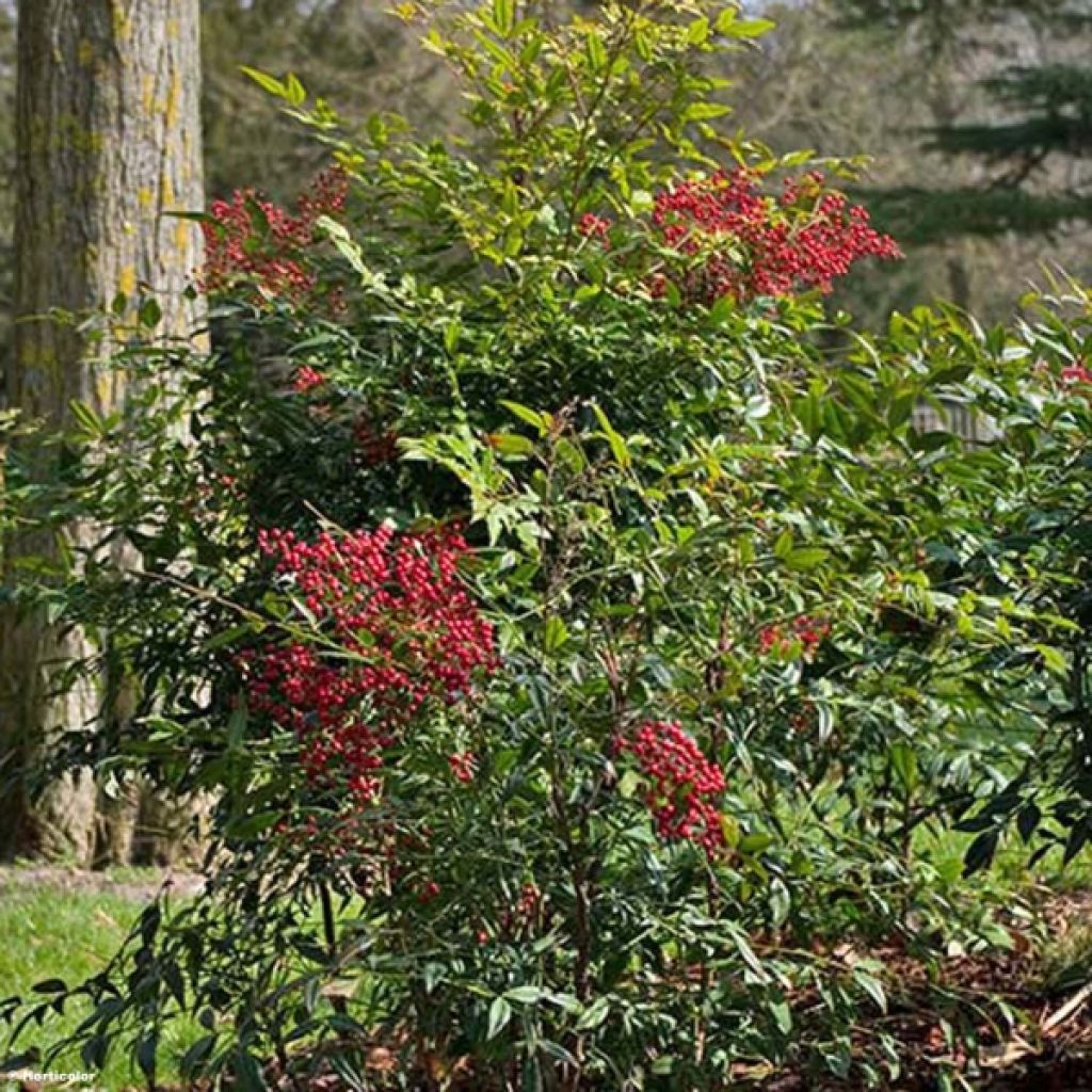 Nandina domestica - Bambù sacro