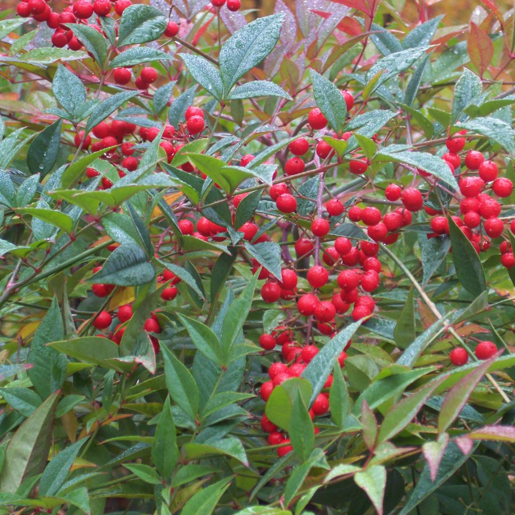 Nandina domestica - Bambù sacro