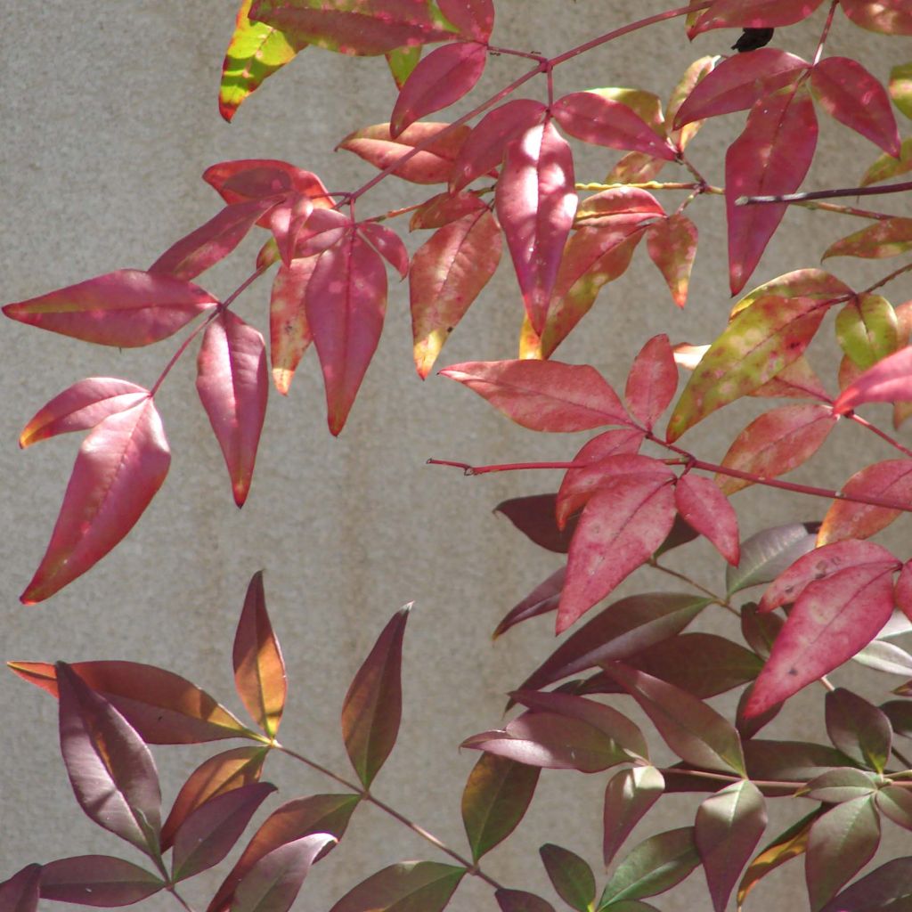 Nandina domestica - Bambù sacro