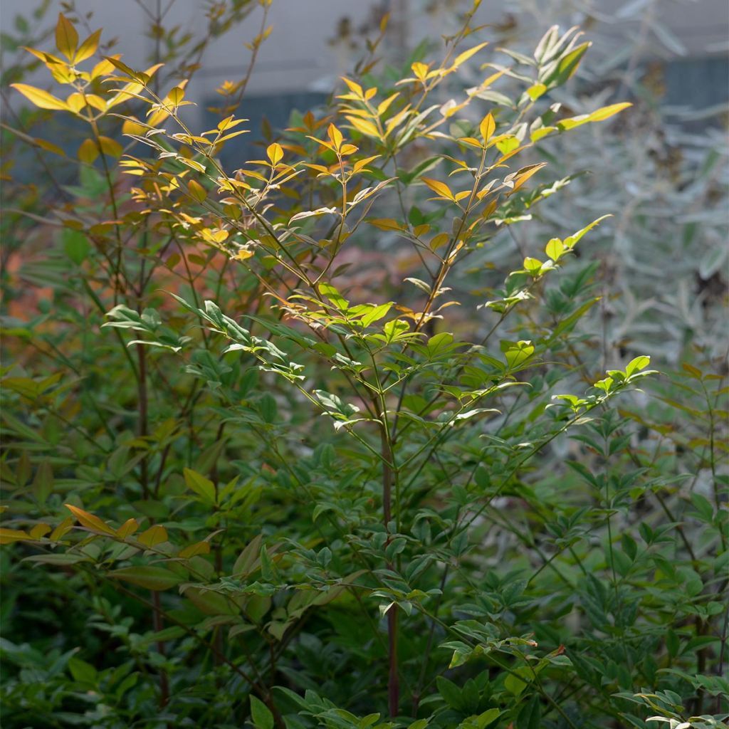 Nandina domestica - Bambù sacro